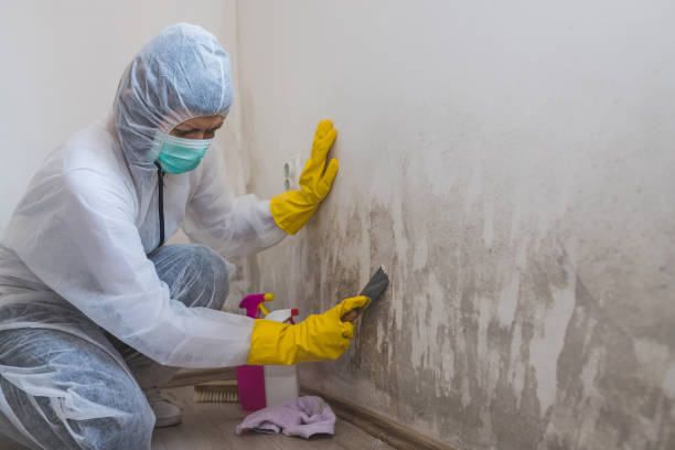 Best Attic Mold Removal  in Fort Myers Beach, FL