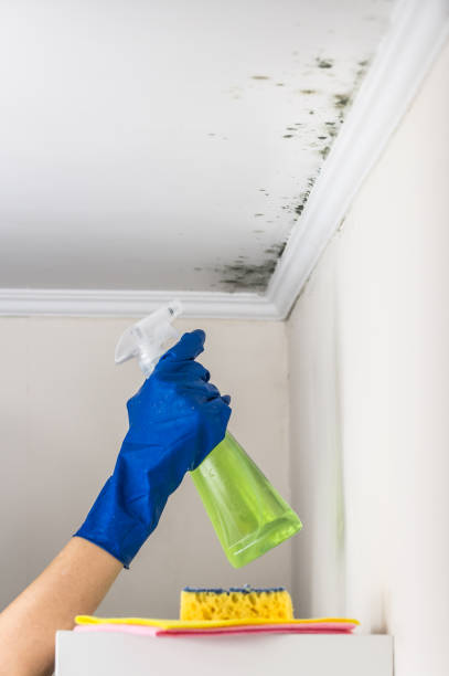 Mold Removal Process in Fort Myers Beach, FL